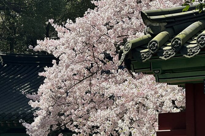 Small Group Tour East Jeju Cherry Blossom & Woman Diver Show - Jeonnonglo Road cherry blossoms: a festival-style walk without the chaos
