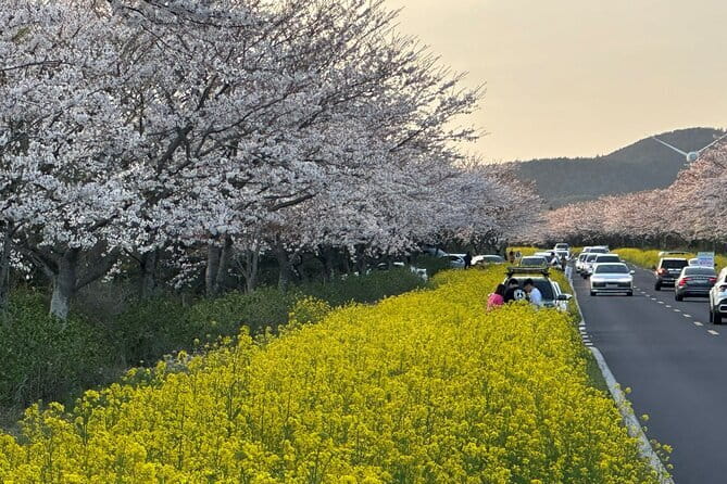 Small Group Tour East Jeju Cherry Blossom & Woman Diver Show - Noksan-ro Canola Flower Road: cherry and yellow in the same frame