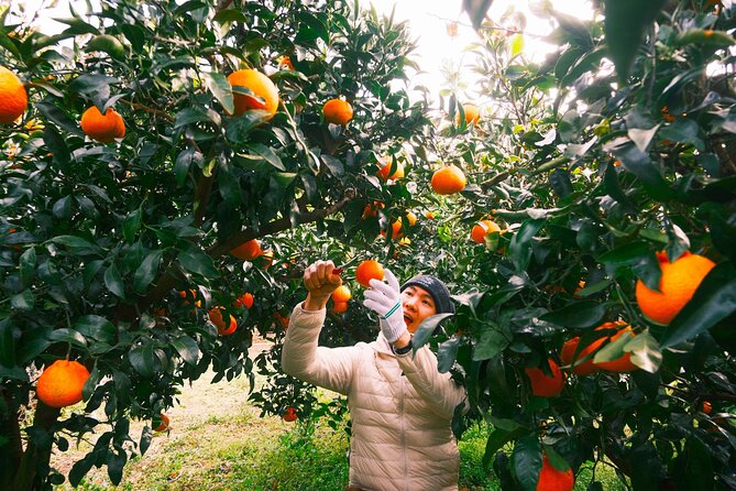 Small Group Tour for Jeju Fall Pink Muhly, Tangerines & Mt. Halla - Key highlights worth planning for