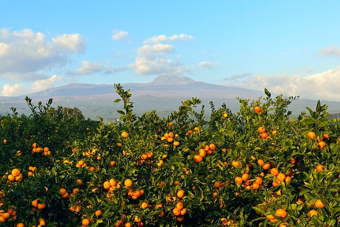 Small Group Tour for Jeju Fall Pink Muhly, Tangerines & Mt. Halla - Hallasan National Park and the 1100 Altitude Wetland glow