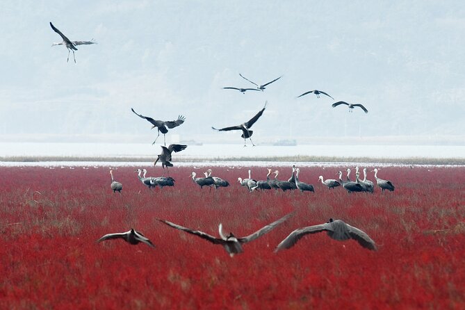 Suncheon and Yeosu Daily Private Tour with Pickup Service - Suncheon Bay National Garden and Sky Cube: the big-view payoff