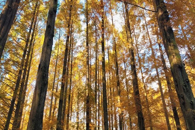Suwon Hwaseong Fortress & Jangtaesan Full-Day Tour: Autumn Leaves - Autumn Weather and Comfort Planning