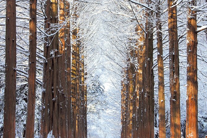 Vivaldi Park Winter Ski Resort with Nami Island Tour from Seoul - Nami Island in Winter: Walk Your Pace, Keep It Simple